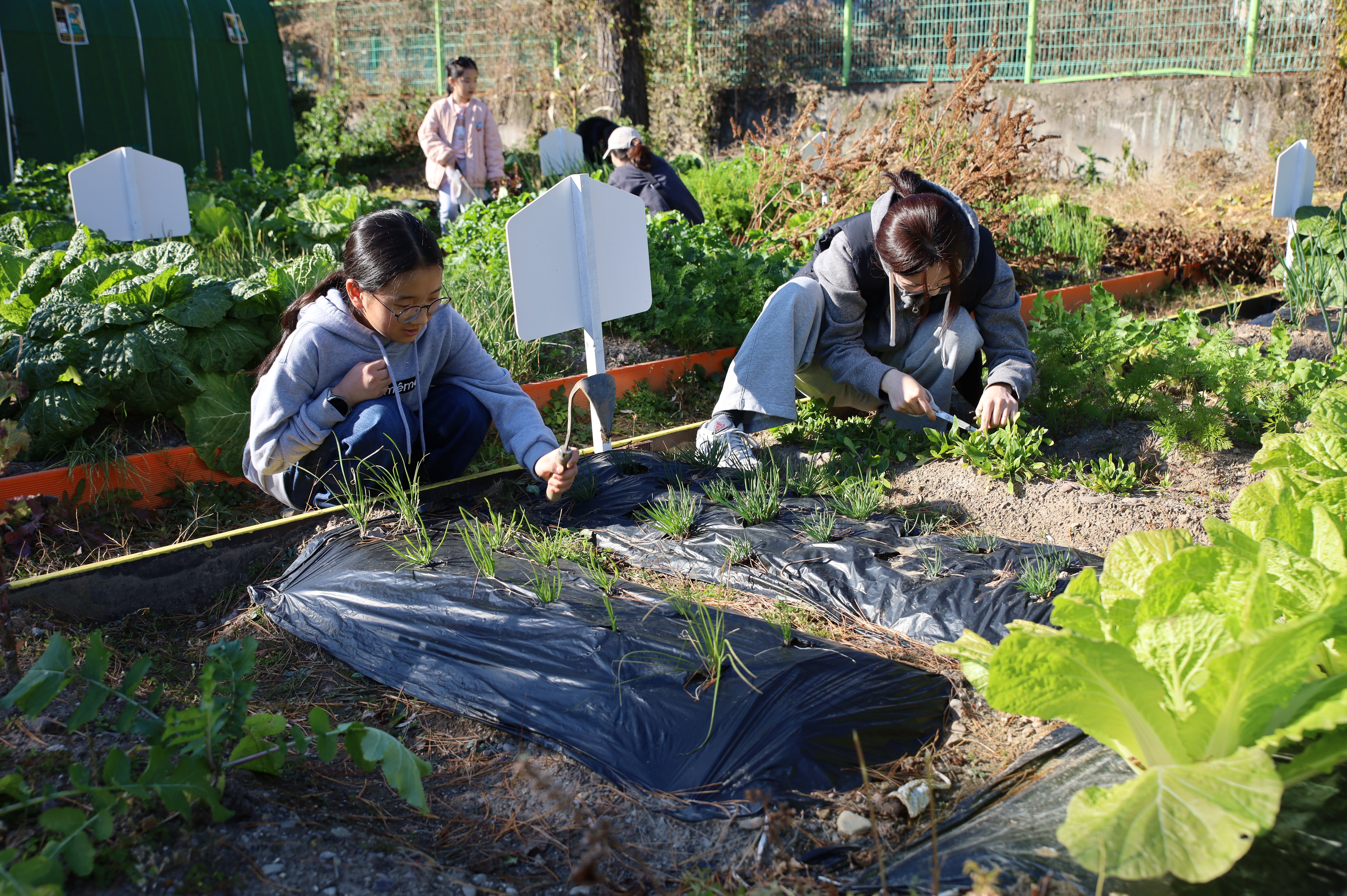 의령 칠곡초, 유‧초연계 행복나눔 텃밭 ‘새참데이’ 개최 - 관련이미지3