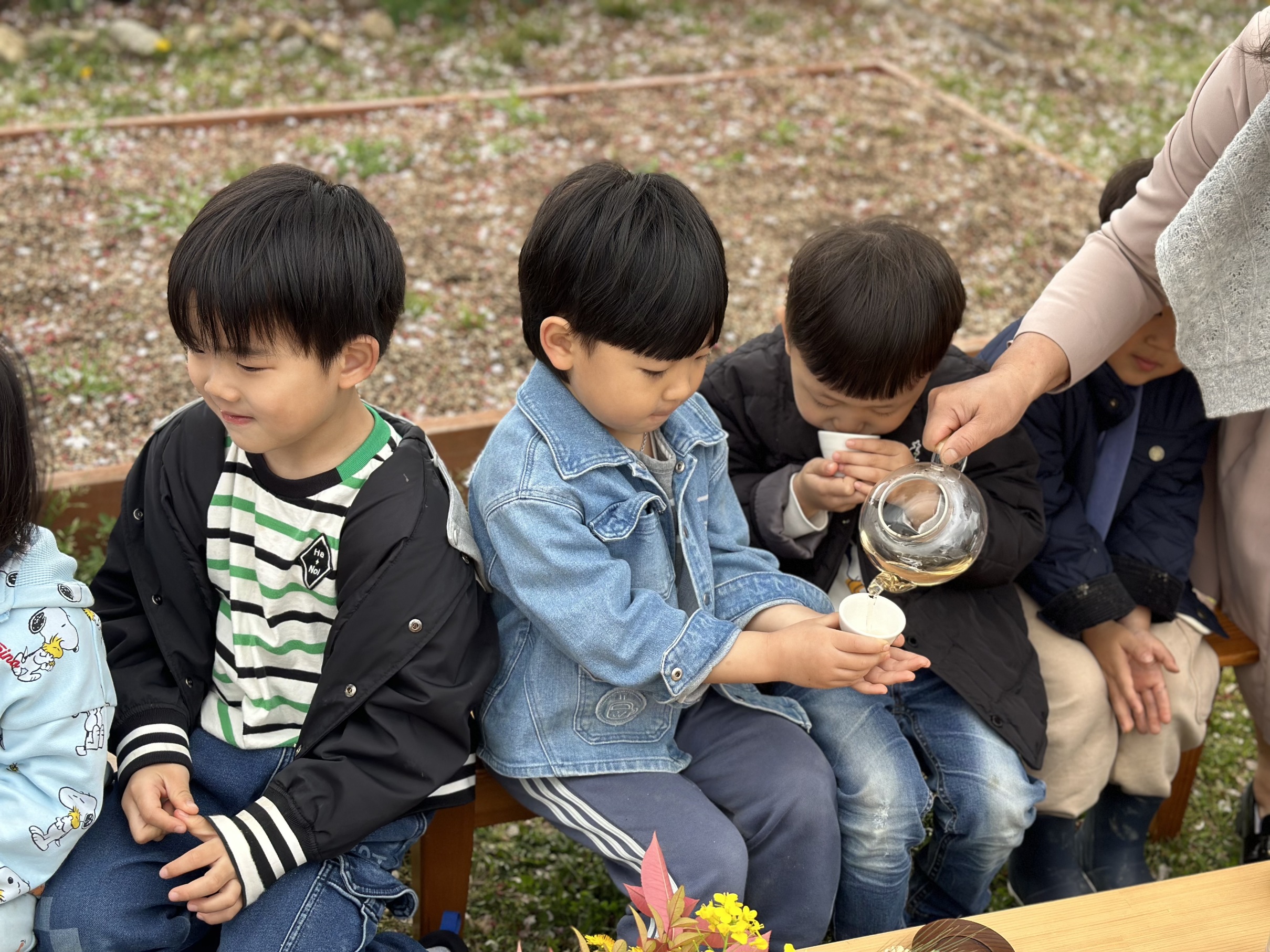 장유유치원, 벚꽃 향기 가득, 벚꽃차 마시기 체험 활동 실시 - 관련이미지3