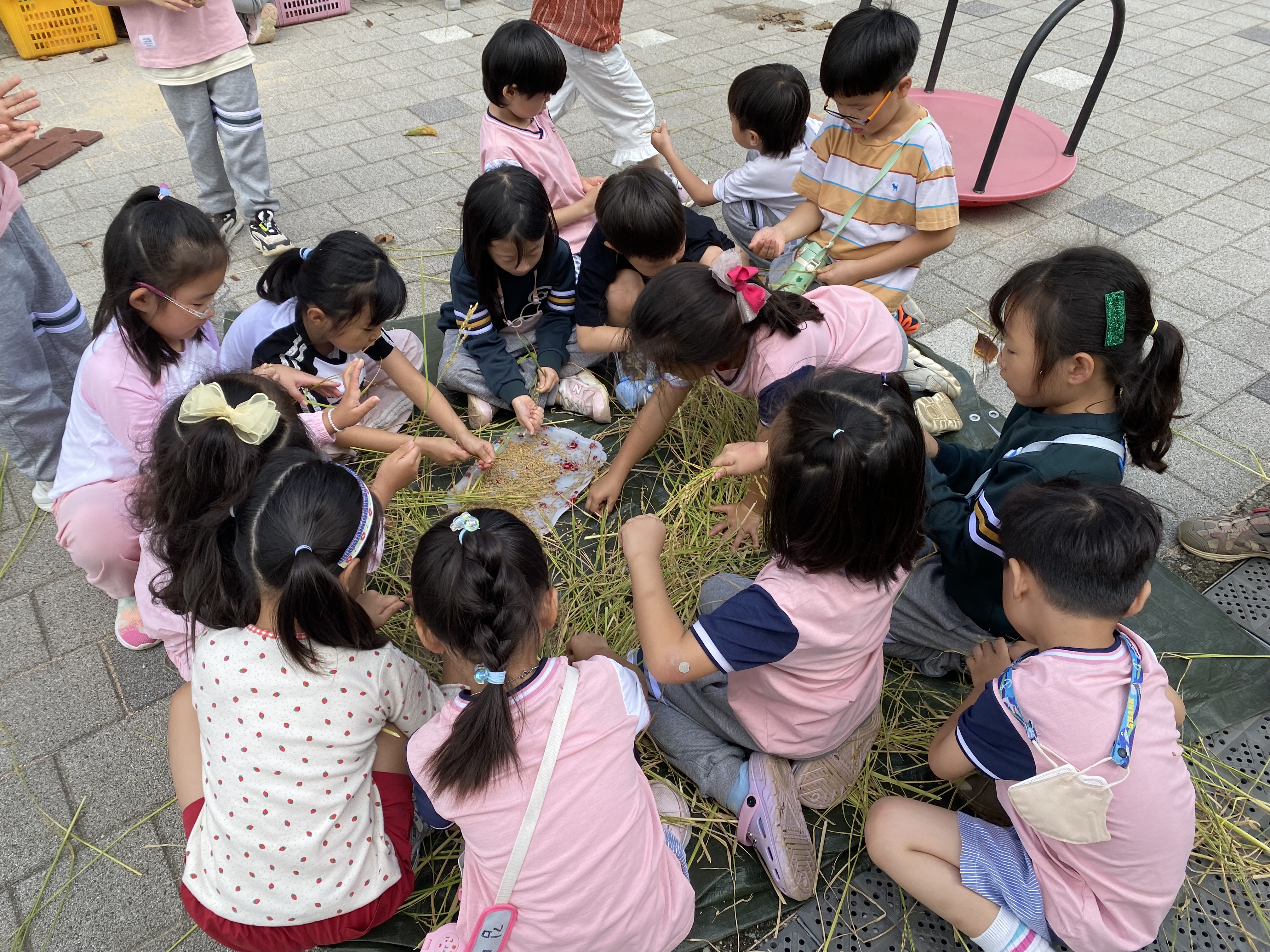 장유유치원, 유아들과 함께한 벼 수확 체험 - 관련이미지2