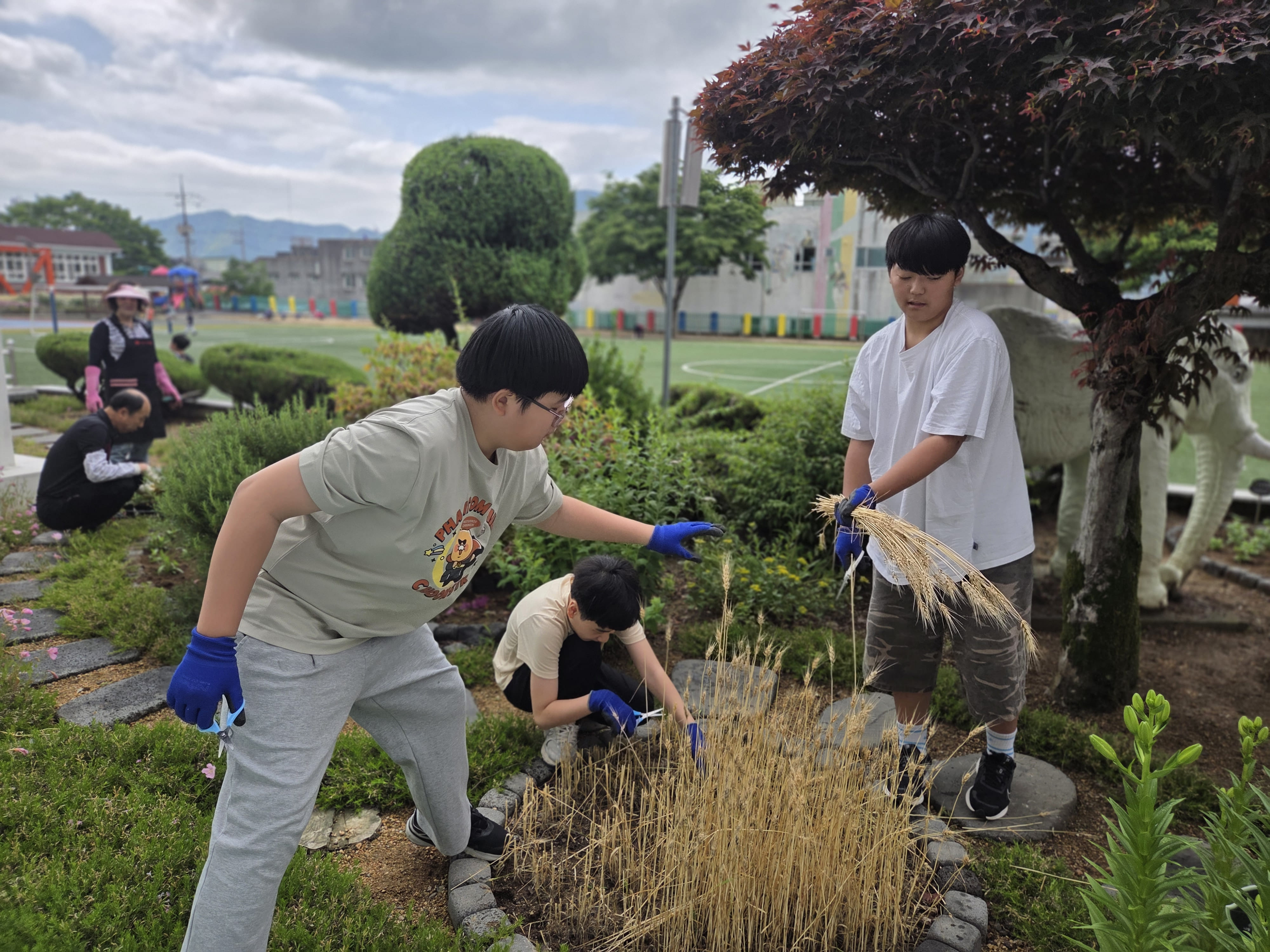 초계초, 학교에서 기른 우리 밀 수확하며 환경 사랑 키워 - 관련이미지1