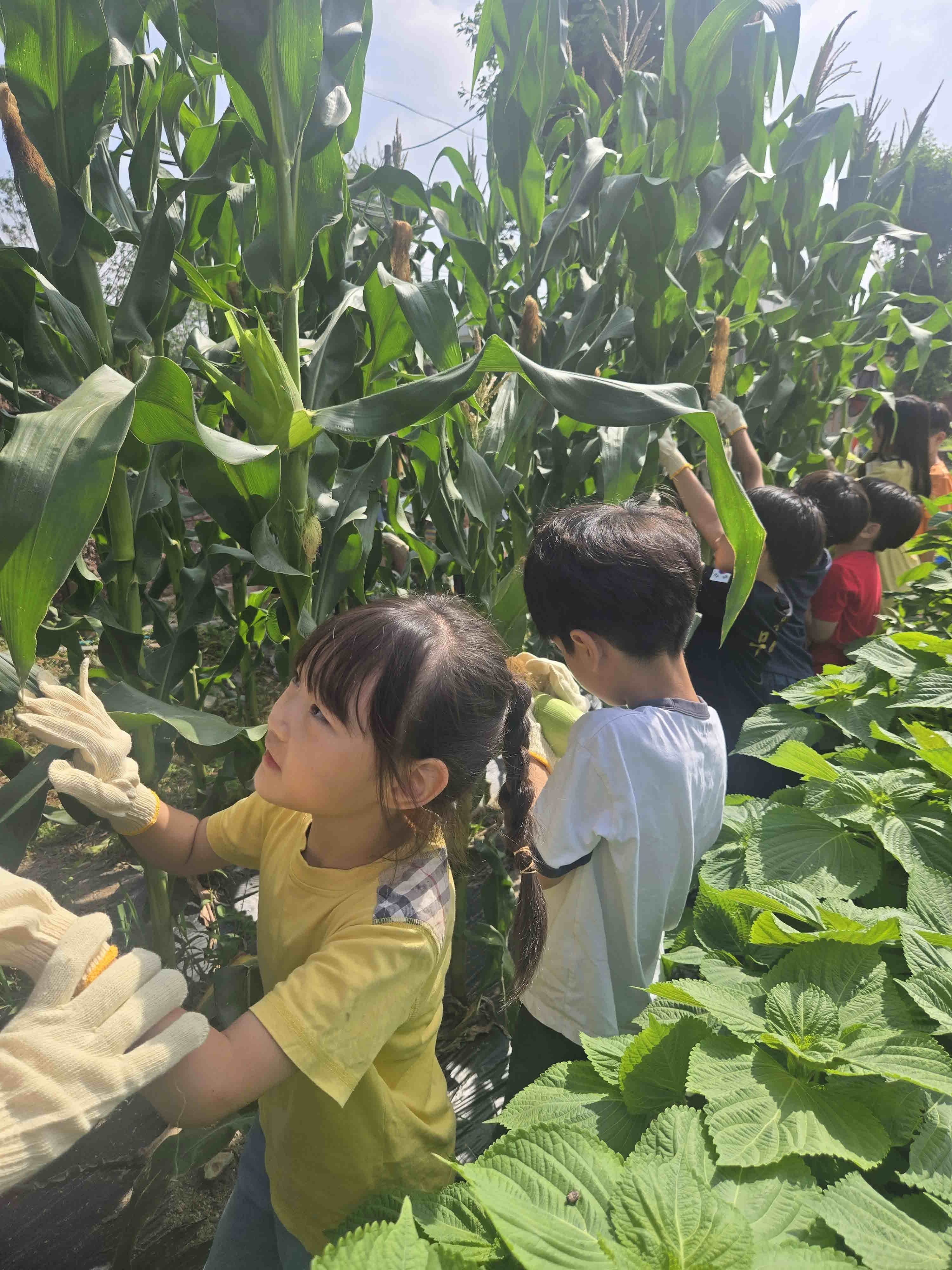함안초, 더운 날씨에도 옥수수 수확에 신나요! - 관련이미지2