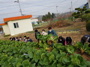 하천초, 오늘은 내가 농부 내가 키운 무와 배추 뽑기 - 관련이미지3