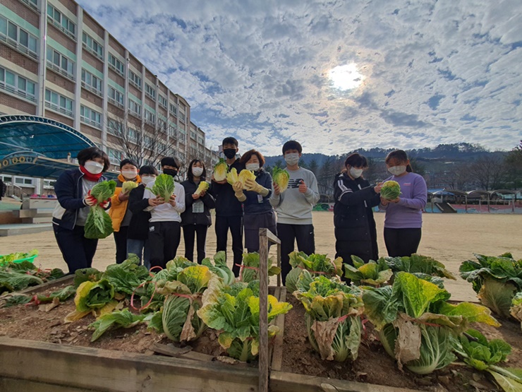 진영대흥초, 텃밭에서 키운 배추로 급식 김장까지! - 관련이미지1