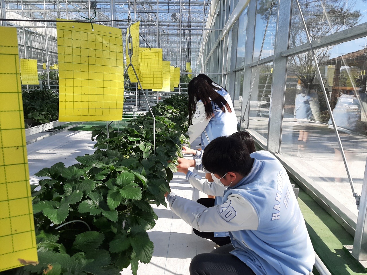 함양제일고, 스마트팜 수확물로 지역 나눔 활동(딸기, 방울토마토 등 학생이 직접 키운 농산물로 마음 전달) - 관련이미지2