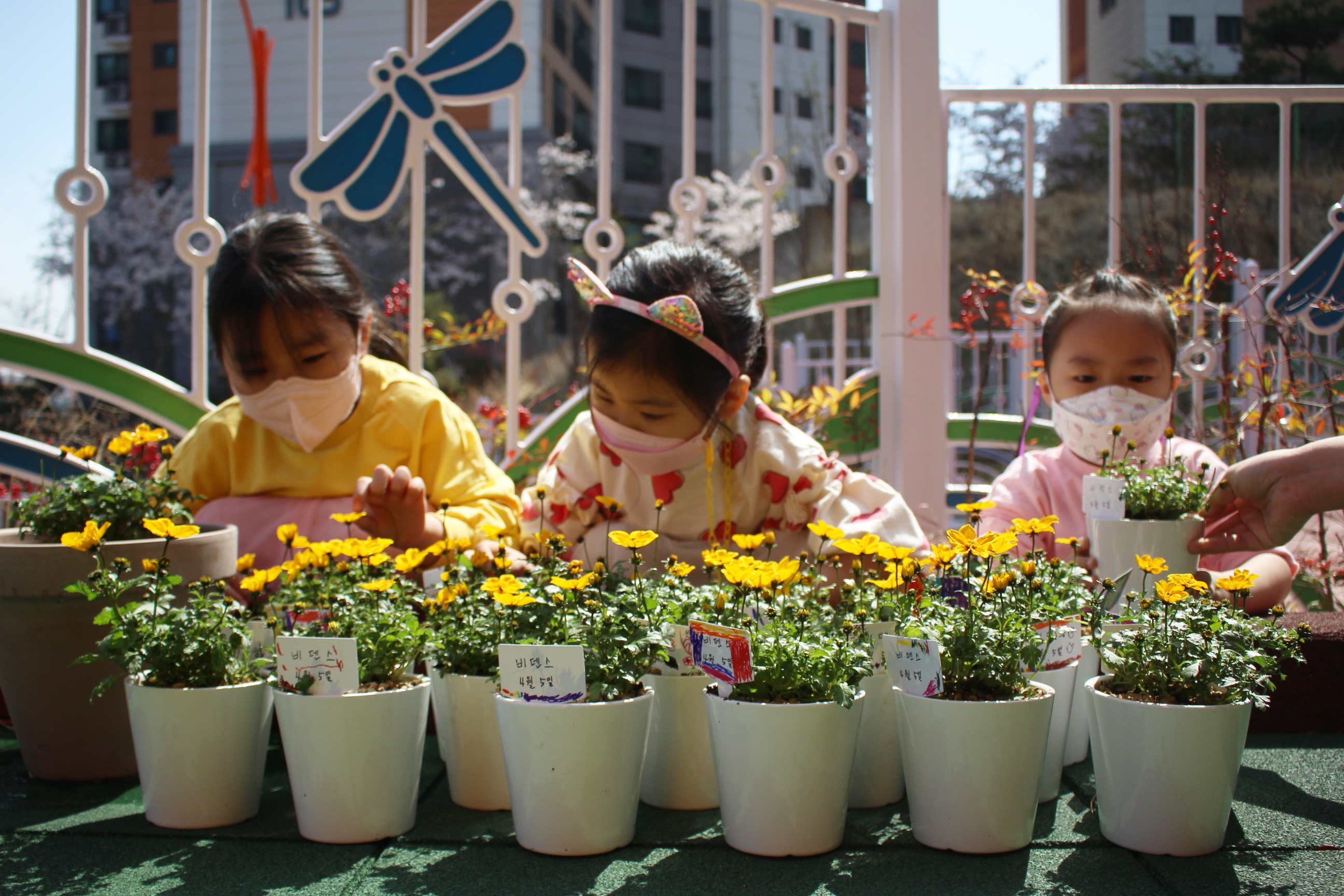 거제용소초병설유치원, 아름다운 환경을 위한 식목일 꽃 화분 심기 활동 실시 - 관련이미지2