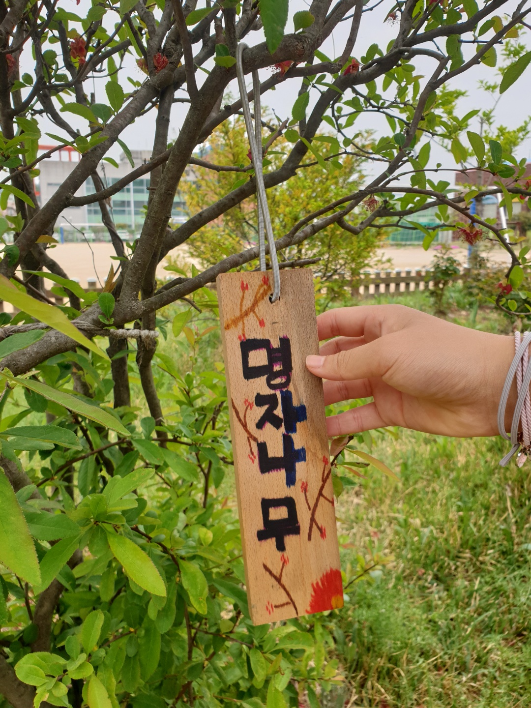 삼랑진초, 학교숲 나무 이름 찾아주기 - 관련이미지2