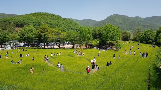 숭진초, 2022. 숭진초 청보리밭 축제 성료 - 관련이미지1