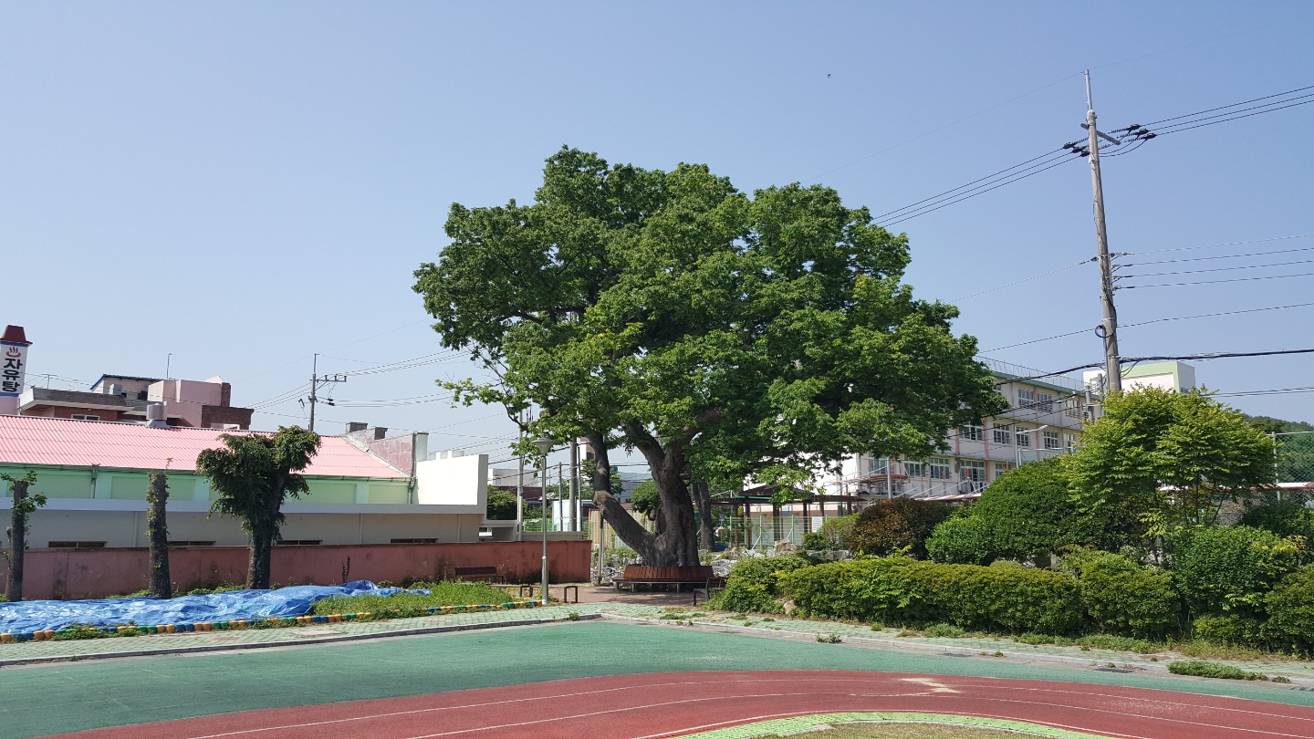 “우리 학교 나무 잘 키우고 지키겠습니다”(재정과 손병도 ☎268-1482) - 관련이미지1