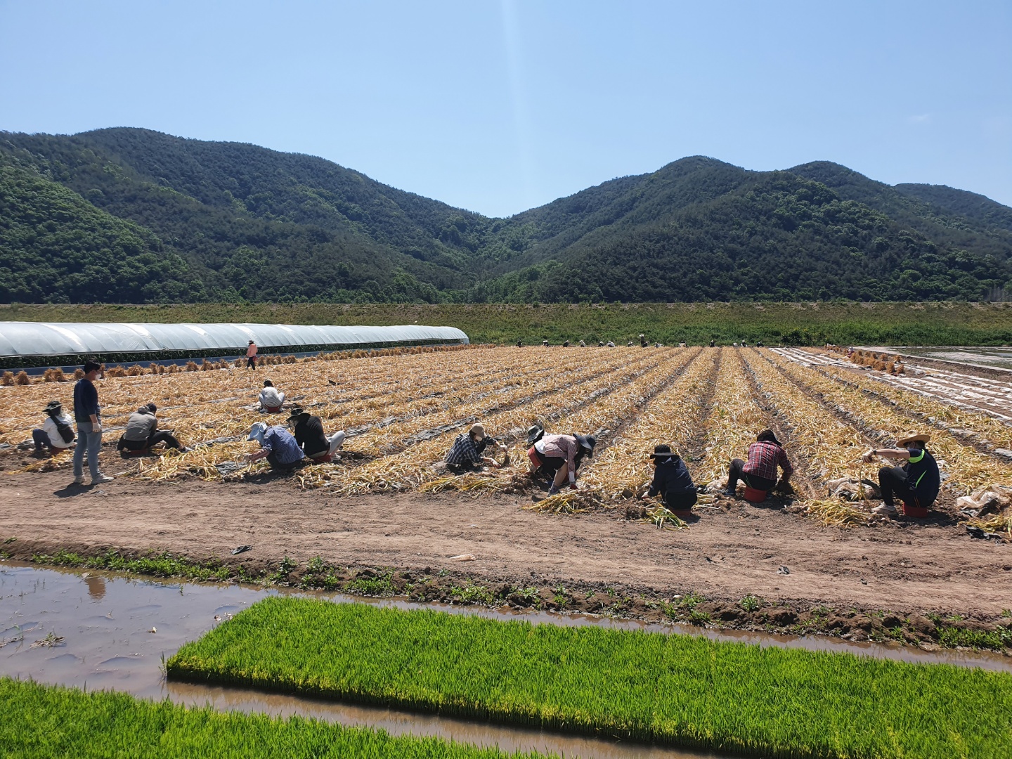 경남교육청, 의령 마늘 농가서 일손 도와(총무과 김만길 ☎268-1321 또는 고영삼 ☎268-1323) - 관련이미지2