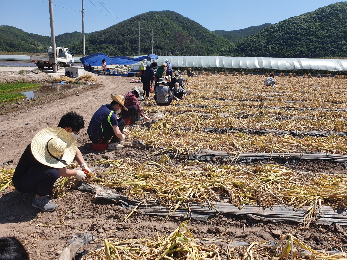 경남교육청, 의령 마늘 농가서 일손 도와(총무과 김만길 ☎268-1321 또는 고영삼 ☎268-1323) - 관련이미지3
