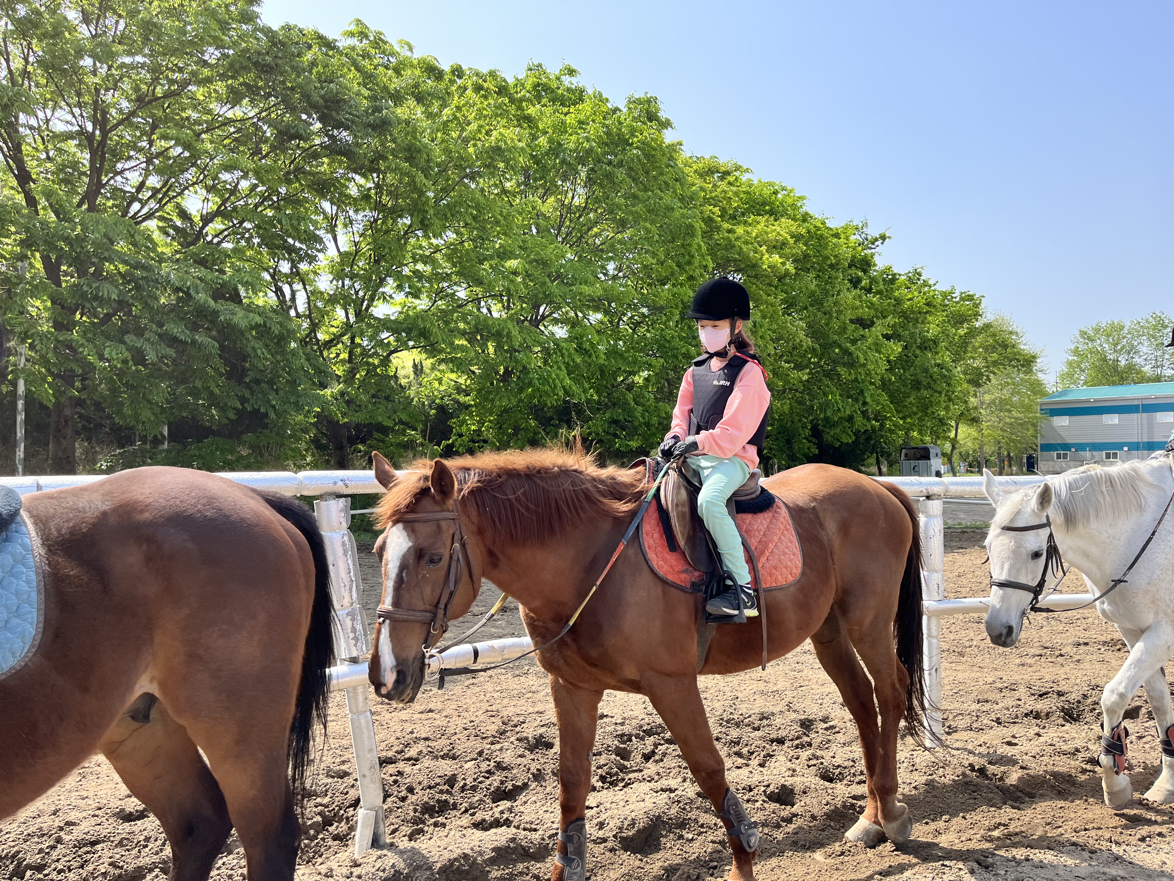 용연초, 승마로 건강도 챙기고 재미도 챙기고! - 관련이미지2