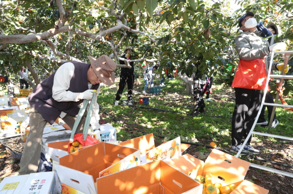 경남교육청, 농촌 일손 돕기 봉사활동 참여 - 관련이미지3