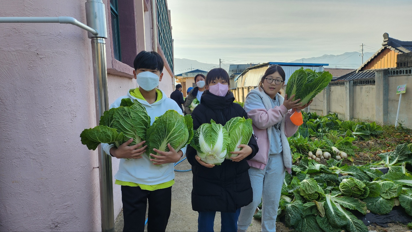 초계초, 교육공동체와 함께하는 김장담그기 실시 - 관련이미지2