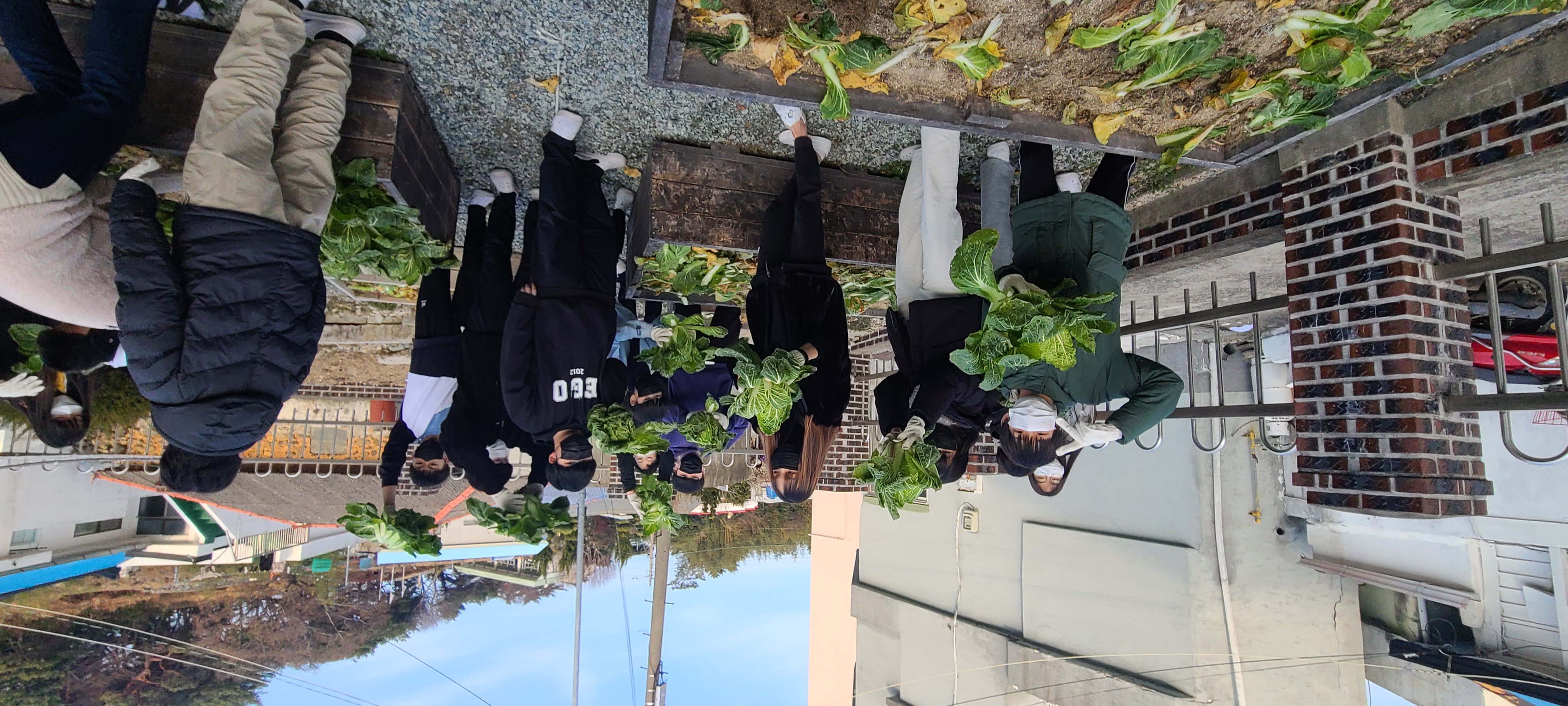 거제초학생자치회, 텃밭 수확 작물(배추) 복지시설 반야원에 기부 - 관련이미지1