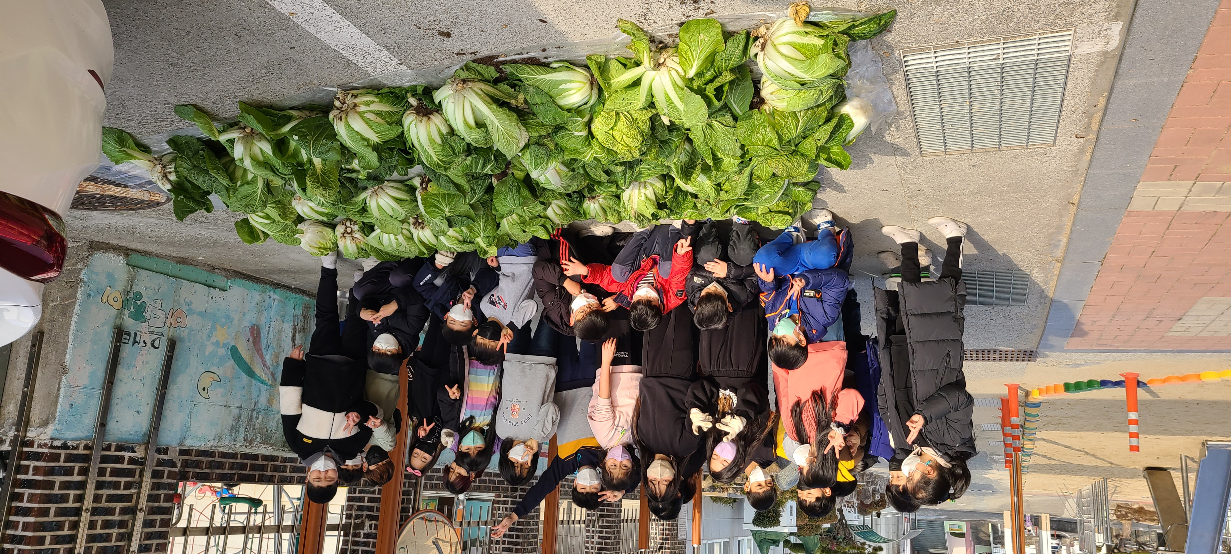 거제초학생자치회, 텃밭 수확 작물(배추) 복지시설 반야원에 기부 - 관련이미지2