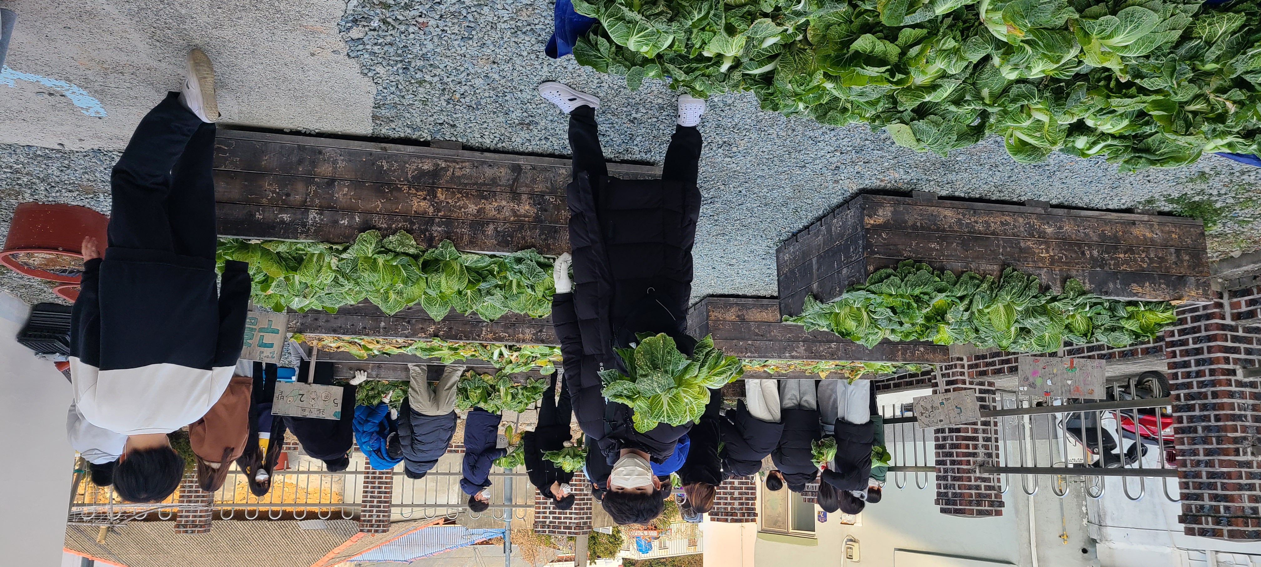 거제초학생자치회, 텃밭 수확 작물(배추) 복지시설 반야원에 기부 - 관련이미지4