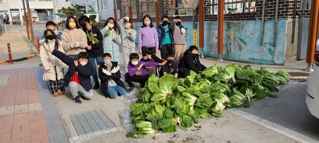 거제초학생자치회, 텃밭 수확 작물(배추) 복지시설 반야원에 기부 - 관련이미지24