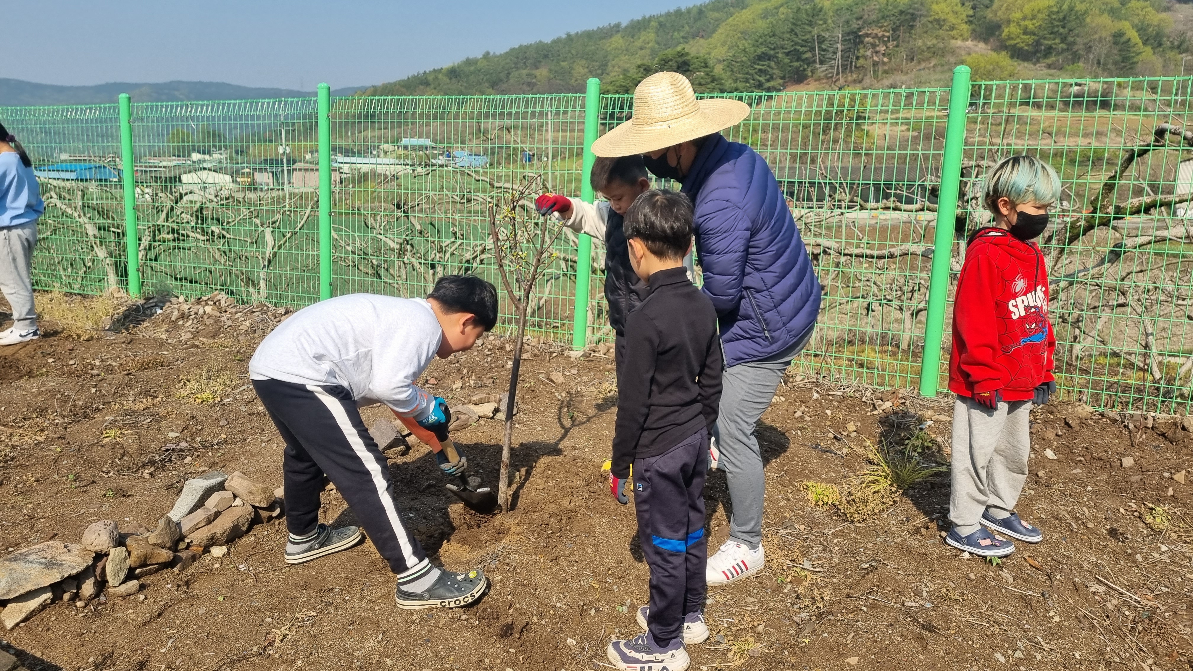 장천초, 식목일 기념 과실수 식재 - 관련이미지1