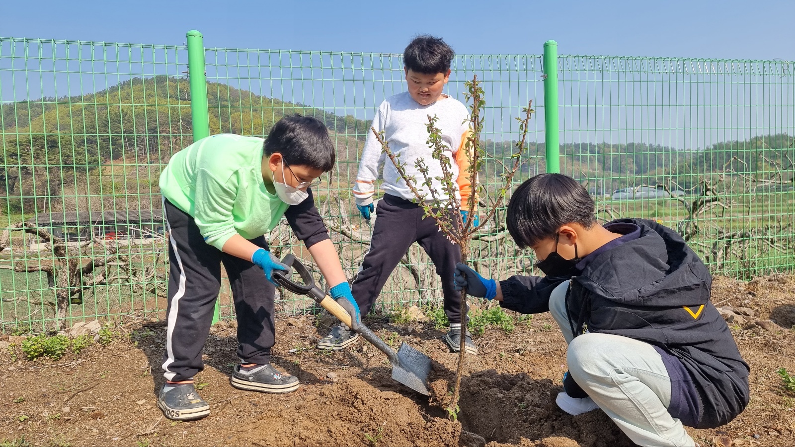 장천초, 식목일 기념 과실수 식재 - 관련이미지2