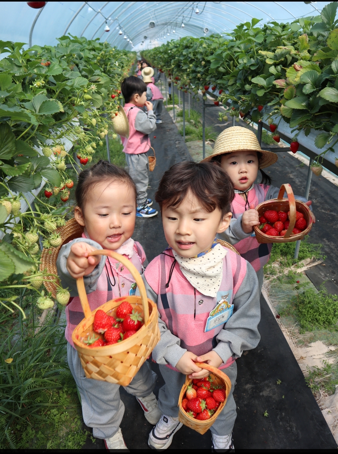 거제용소초병설유치원 즐거운 딸기따기 체험! 새콤달콤 딸기, 직접 따 맛은 두배 - 관련이미지2
