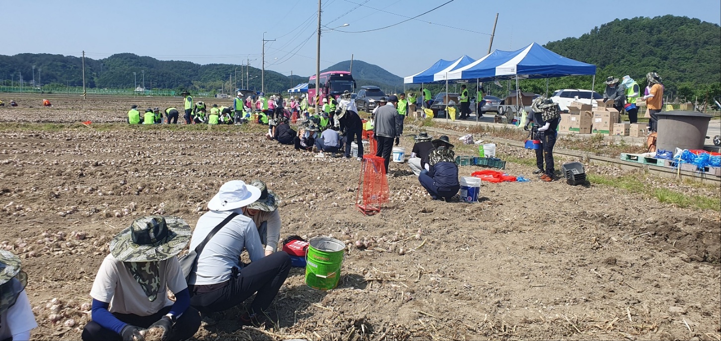 경남교육청, 고성에서 마늘 수확 일손 돕기(총무과 강남재 ☎268-1321 또는 고영삼 ☎268-1323) - 관련이미지2