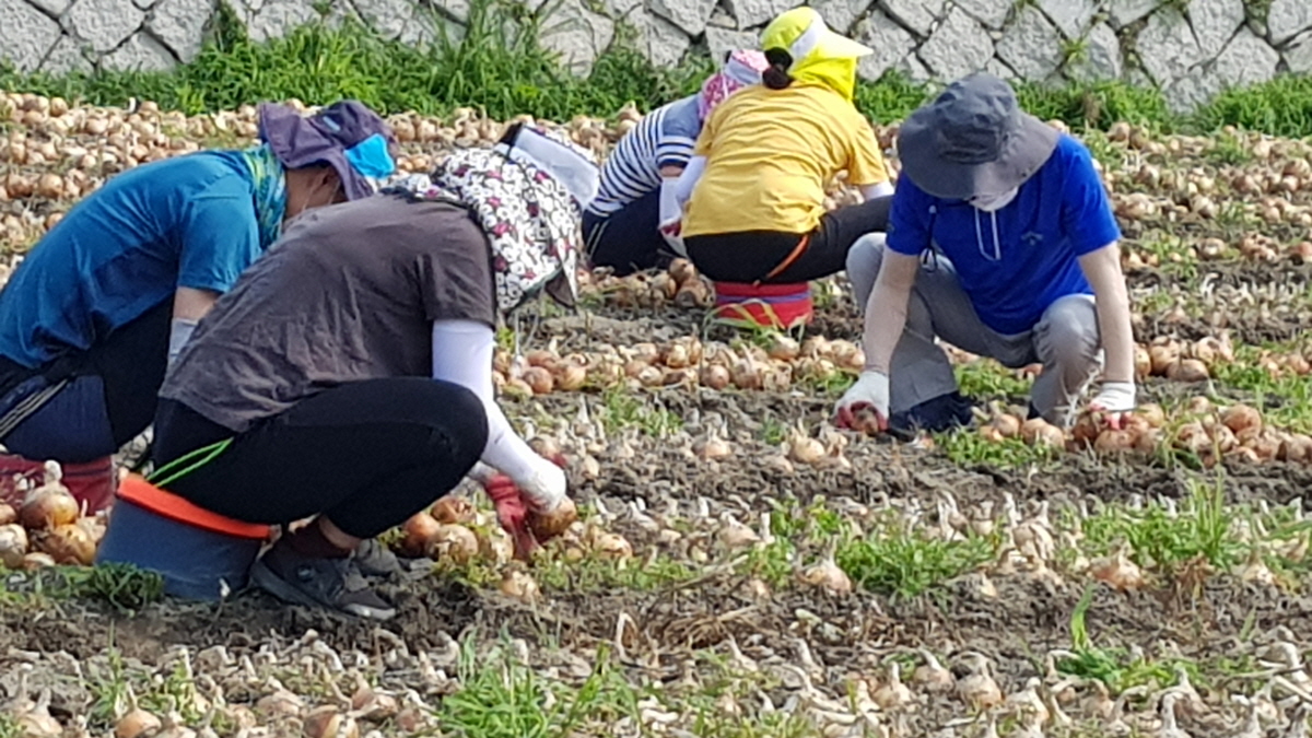함양교육지원청, 농촌일손돕기 청렴 봉사활동 실시 - 관련이미지2