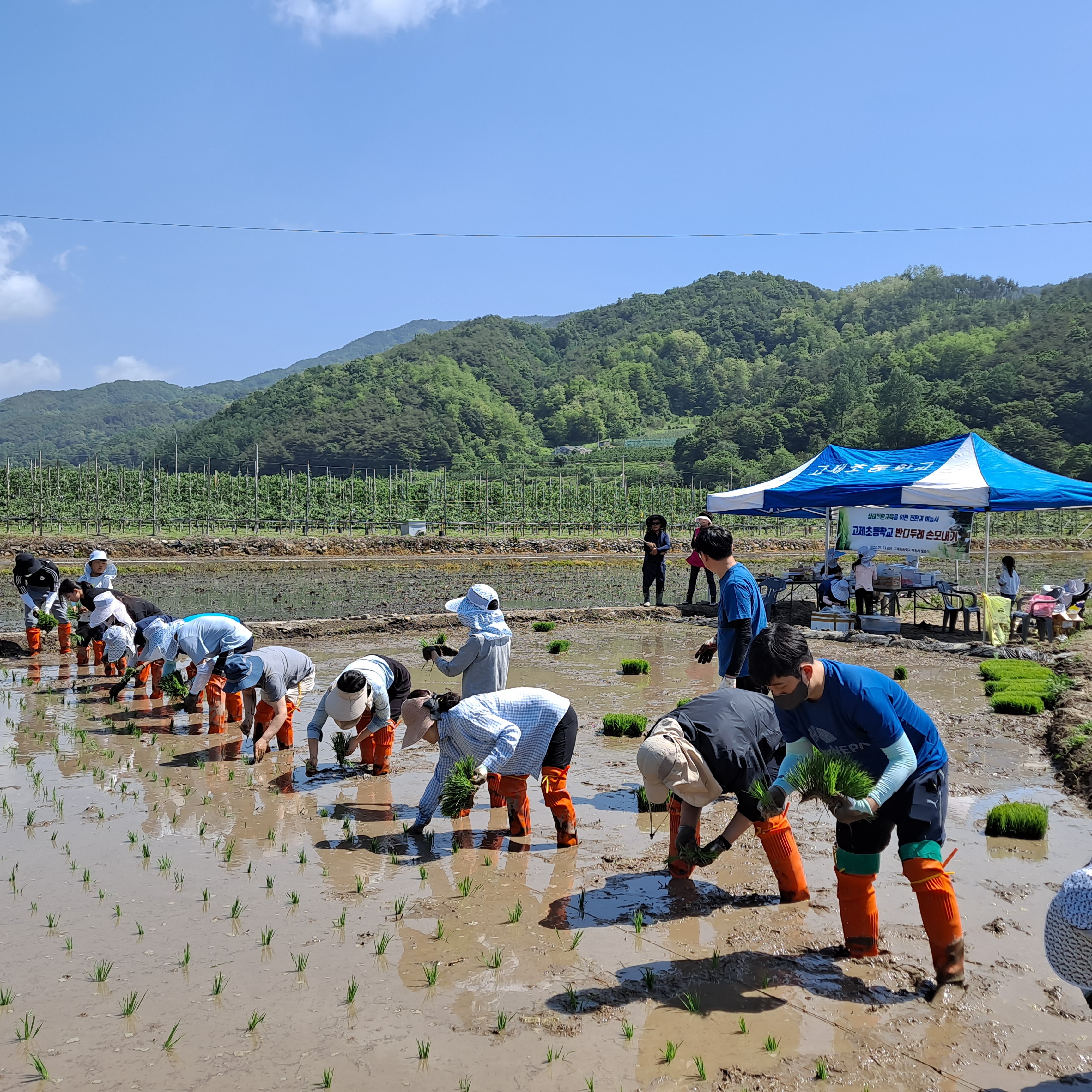 자연이 숨쉬는 생태놀이터, 고제초 손모내기 활동 - 관련이미지1