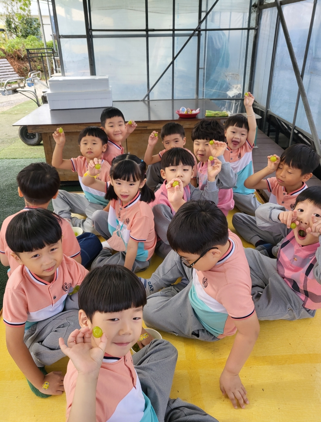 거제용소초병설유, 샤인머스캣 수확체험! 동글동글, 샤인머스캣! 내가 땄어요! - 관련이미지2