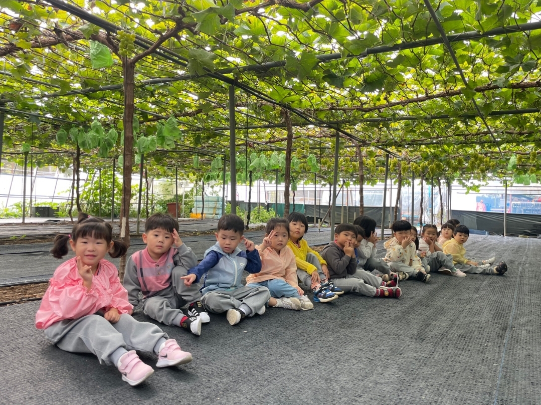 거제용소초병설유, 샤인머스캣 수확체험! 동글동글, 샤인머스캣! 내가 땄어요! - 관련이미지4