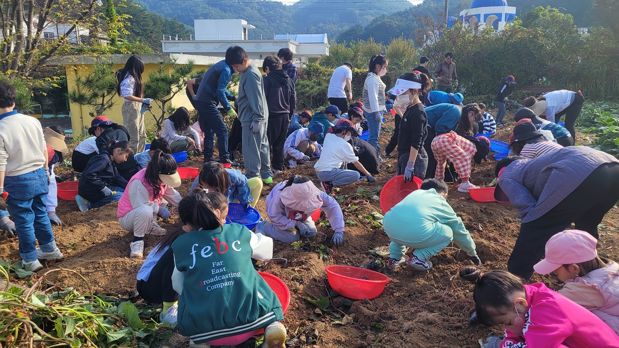 구산초 및 구서분교장, 학교 텃밭 이야기, 고구마 수확 즐겁구마! - 관련이미지1