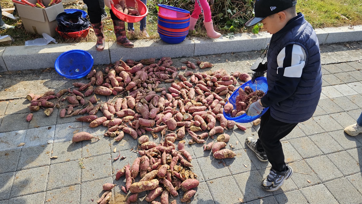구산초 및 구서분교장, 학교 텃밭 이야기, 고구마 수확 즐겁구마! - 관련이미지2