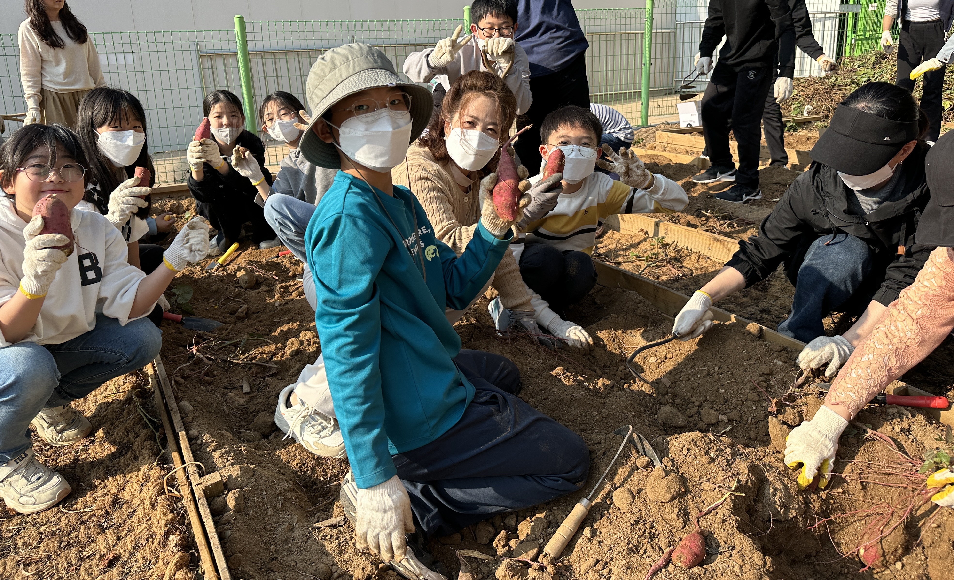 반송초, 교육공동체가 함께 고구마 수확 체험 - 관련이미지1