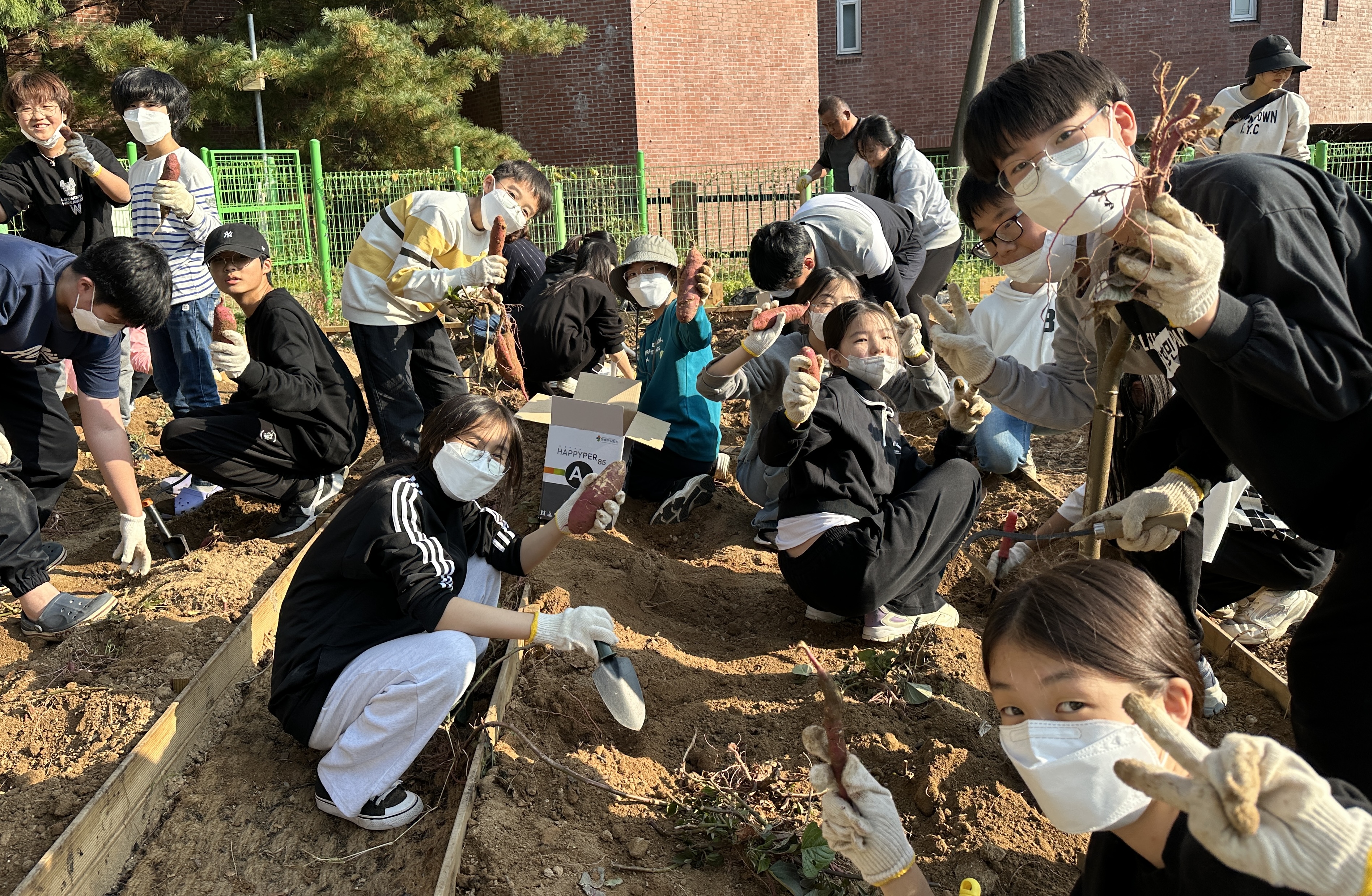 반송초, 교육공동체가 함께 고구마 수확 체험 - 관련이미지2