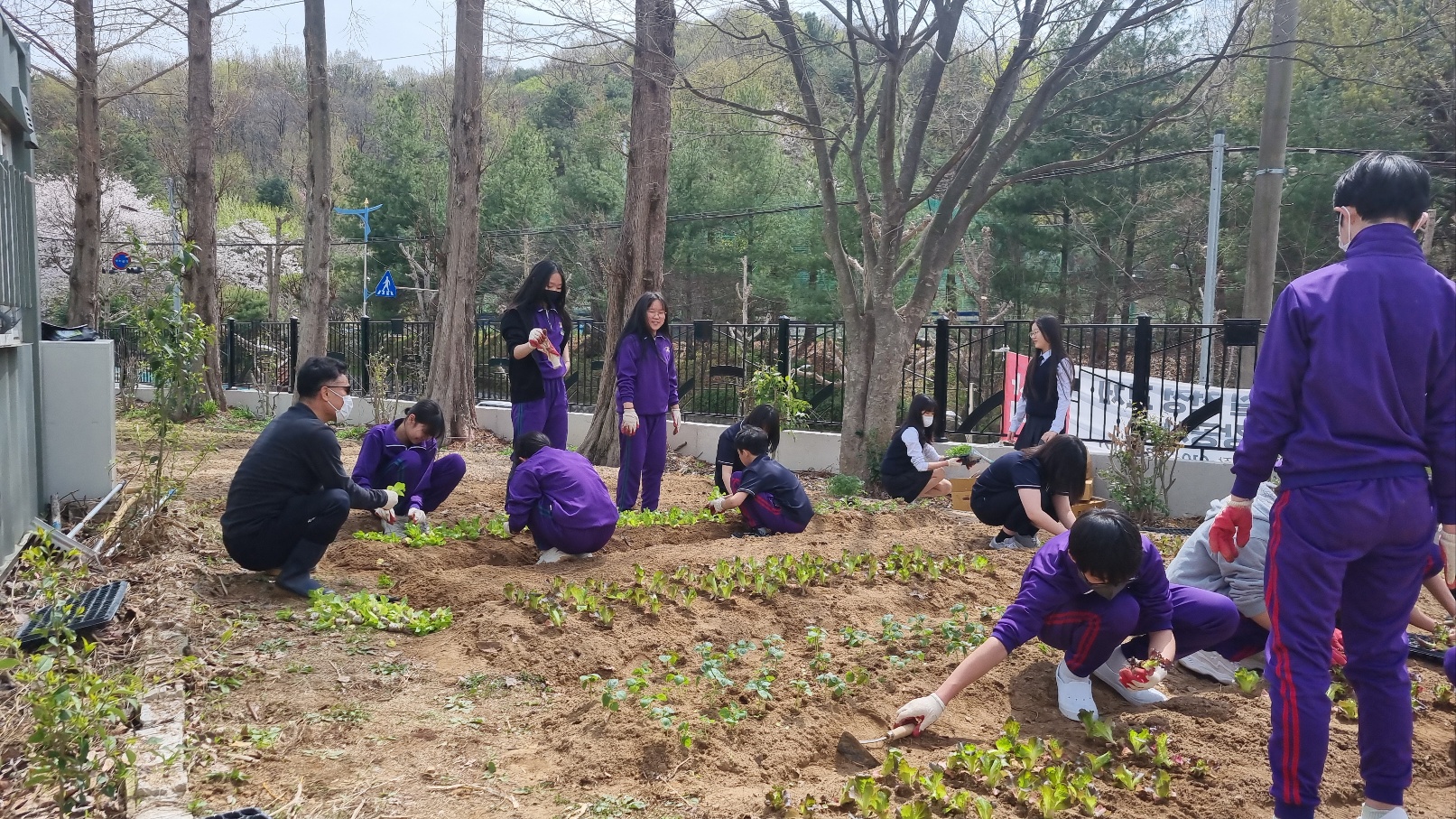 사파중학교 리얼팜 동아리 학교 텃밭에 씨를 뿌리다. - 관련이미지2