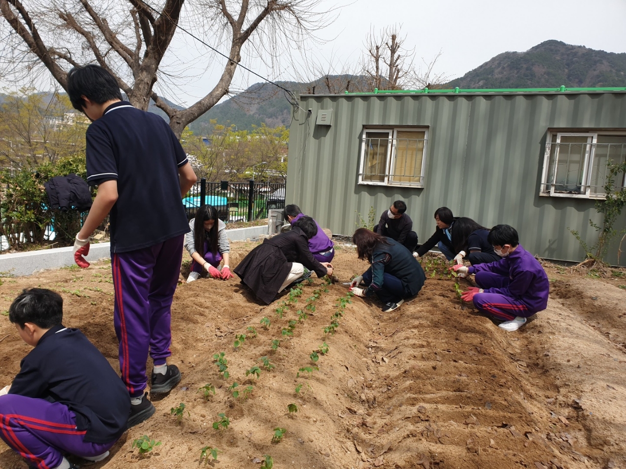 사파중학교 리얼팜 동아리 학교 텃밭에 씨를 뿌리다. - 관련이미지3