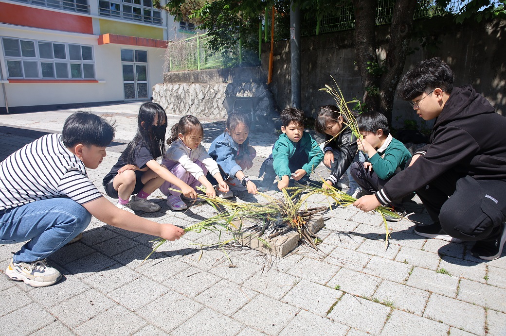 의령 칠곡초, 밀사리 체험으로 전통과 환경을 잇다 - 관련이미지2