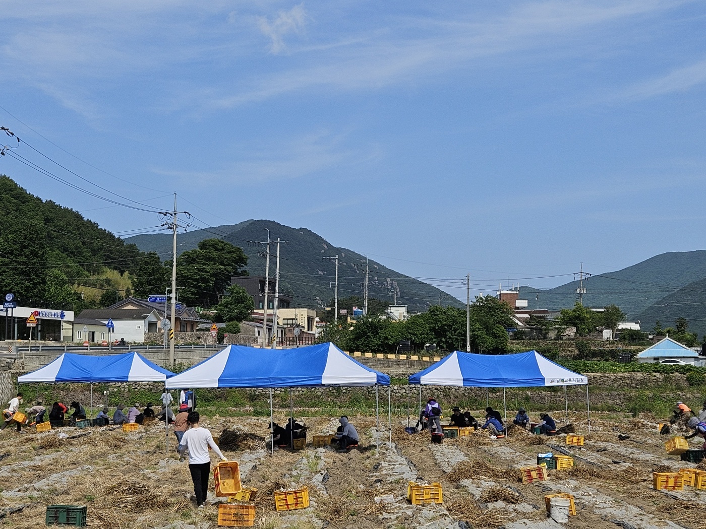 남해교육지원청, 학교청렴봉사단과 함께하는 청렴 나눔 농촌 일손돕기 실시 - 관련이미지2