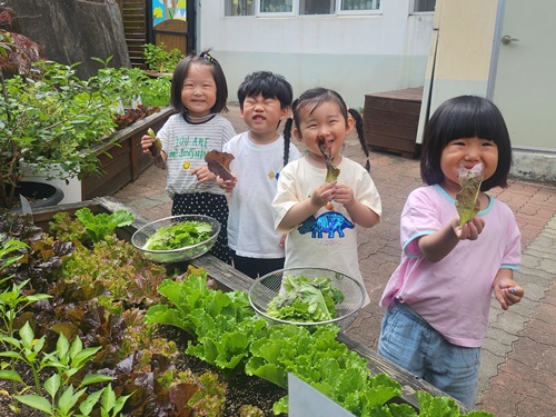 진영대창초병설유치원, 우리 손으로 직접 기른‘쌈 채소와 함께하는 삼겹살 데이 실시 - 관련이미지1