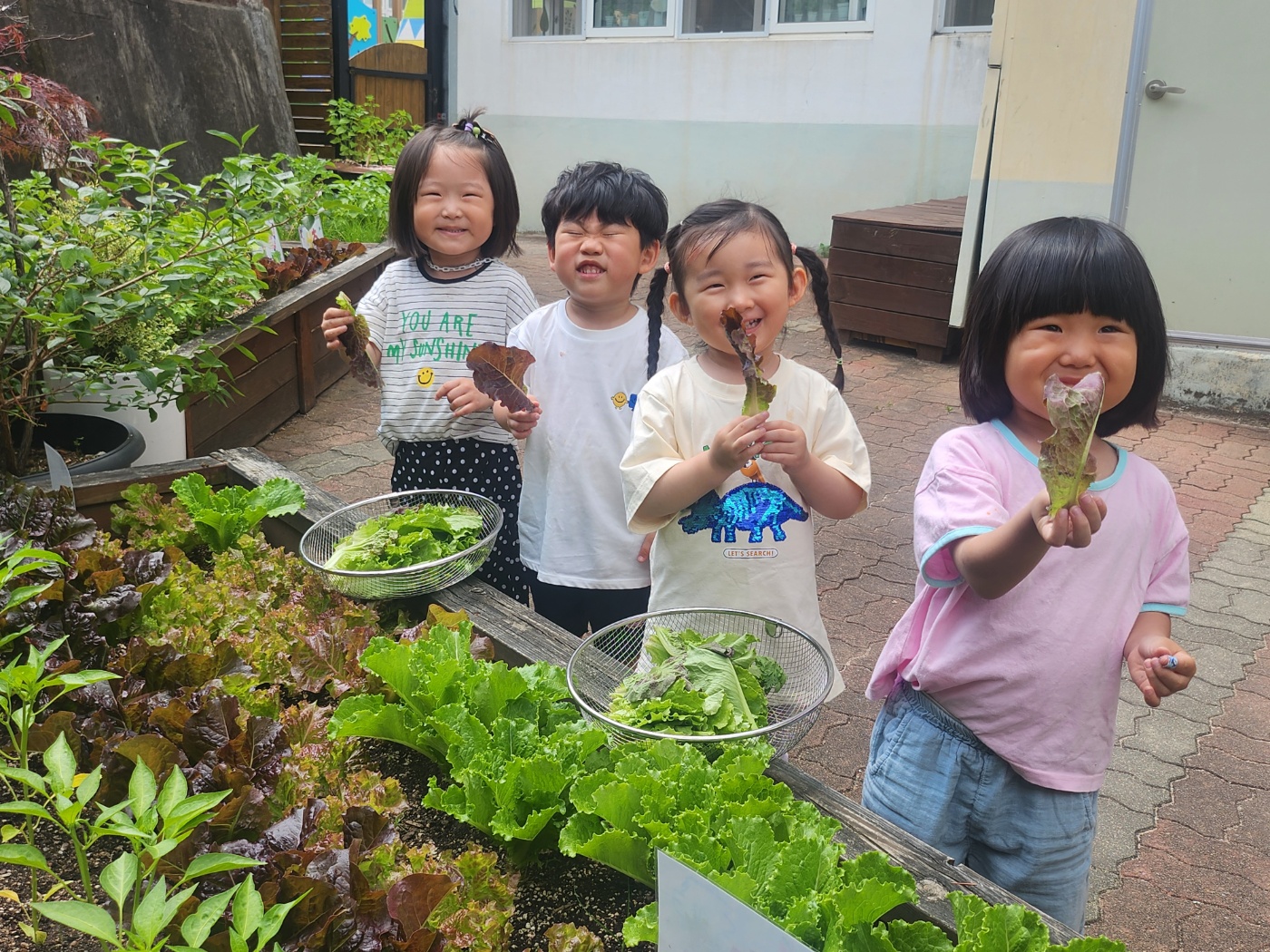 진영대창초병설유치원, 우리 손으로 직접 기른‘쌈 채소와 함께하는 삼겹살 데이 실시 - 관련이미지4