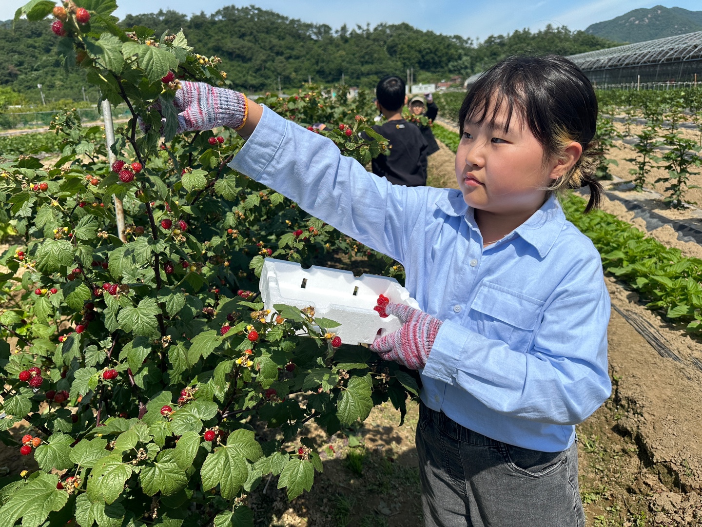 우리마을과 함께하는 산딸기 수확 체험 - 관련이미지1