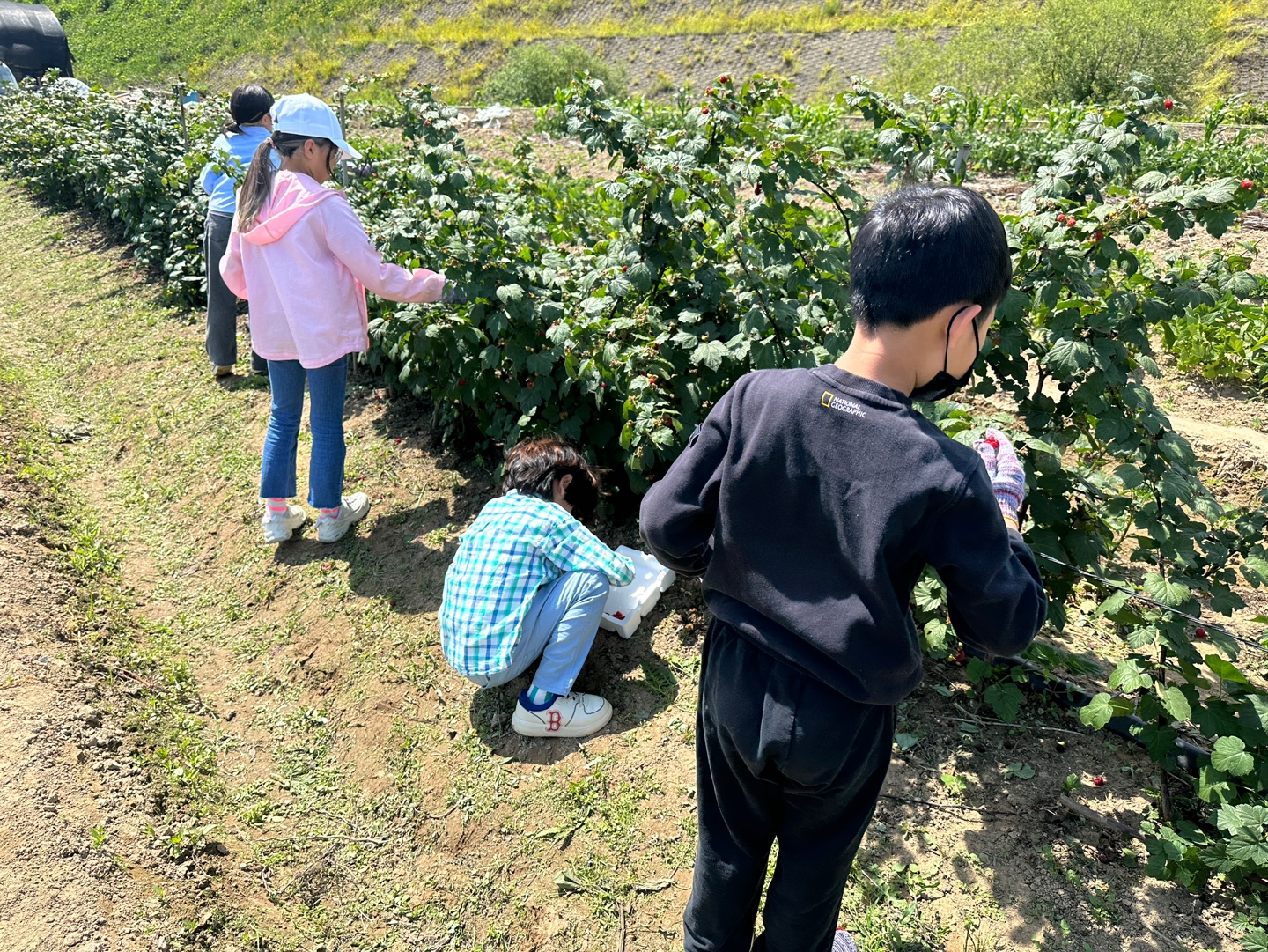 우리마을과 함께하는 산딸기 수확 체험 - 관련이미지2