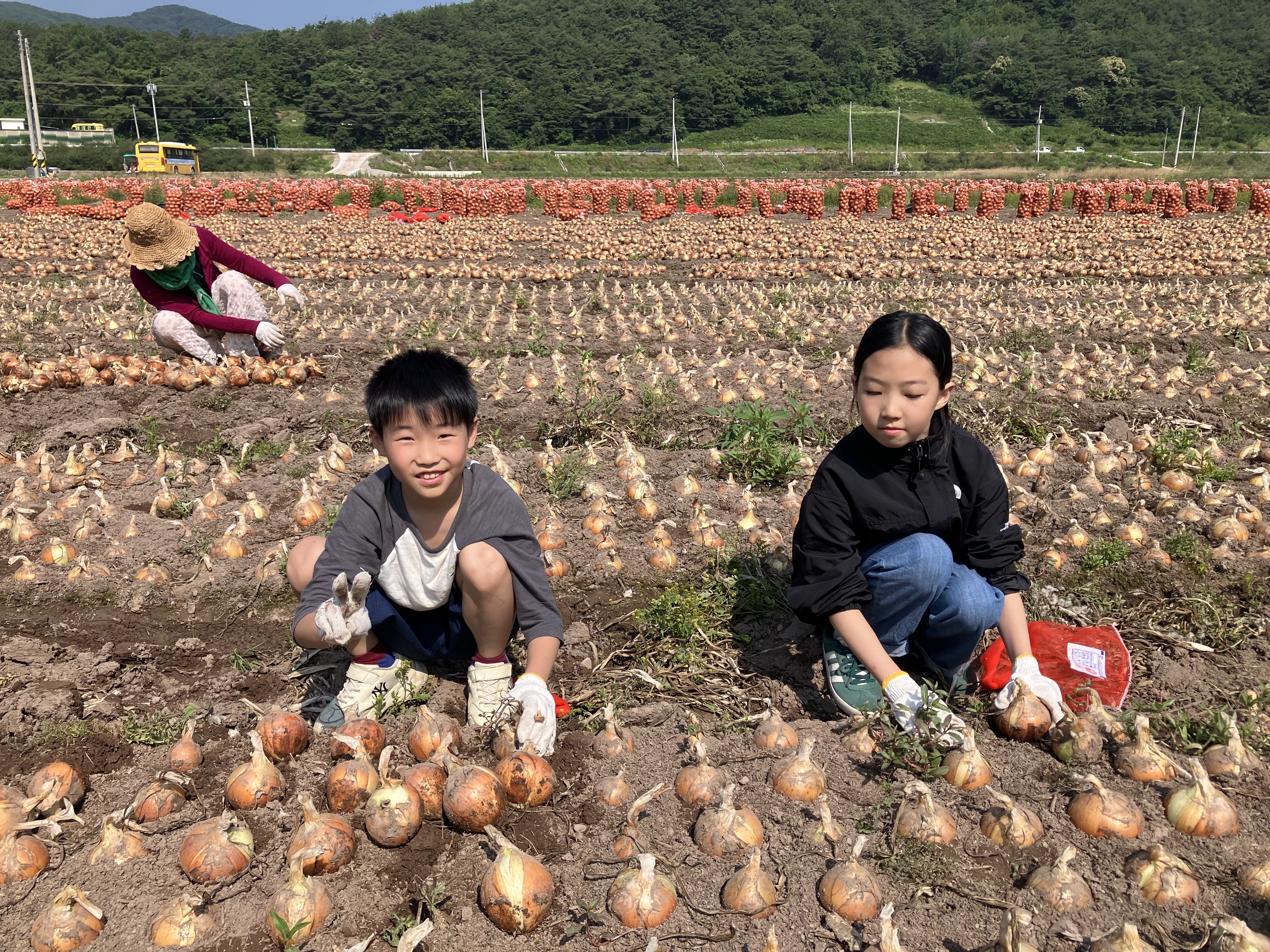 의령 정곡초등학교, 교육공동체와 함께 양파 수확의 기쁨을 누려 - 관련이미지2