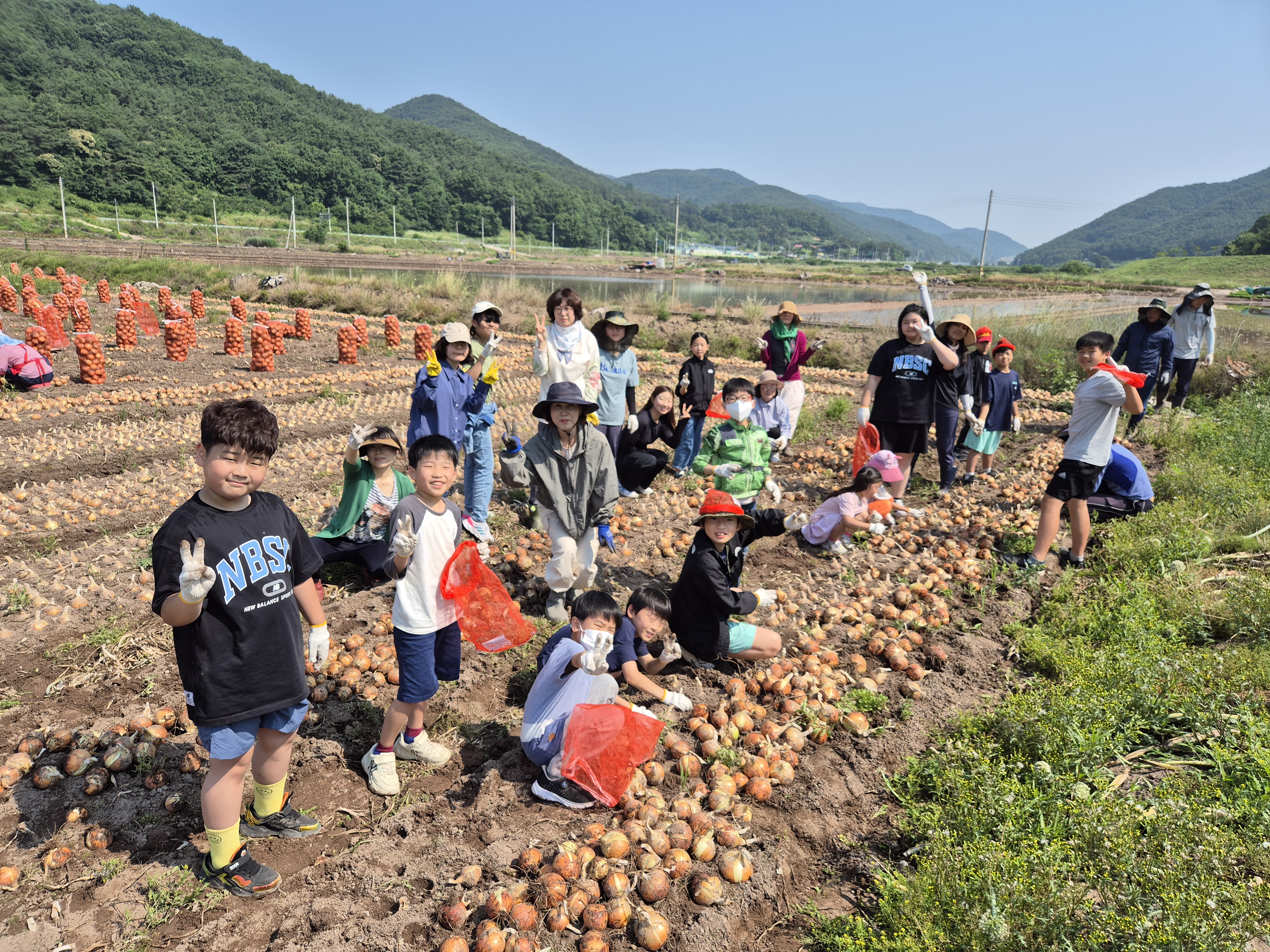 의령 정곡초등학교, 교육공동체와 함께 양파 수확의 기쁨을 누려 - 관련이미지3