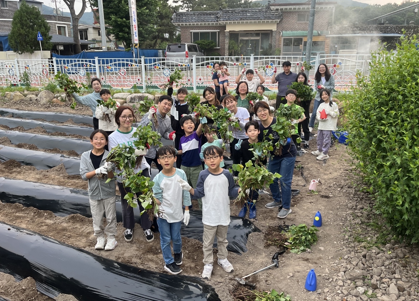 의령 칠곡초, 교육공동체가 함께하는 학교 텃밭 고구마 모종 심기 - 관련이미지1
