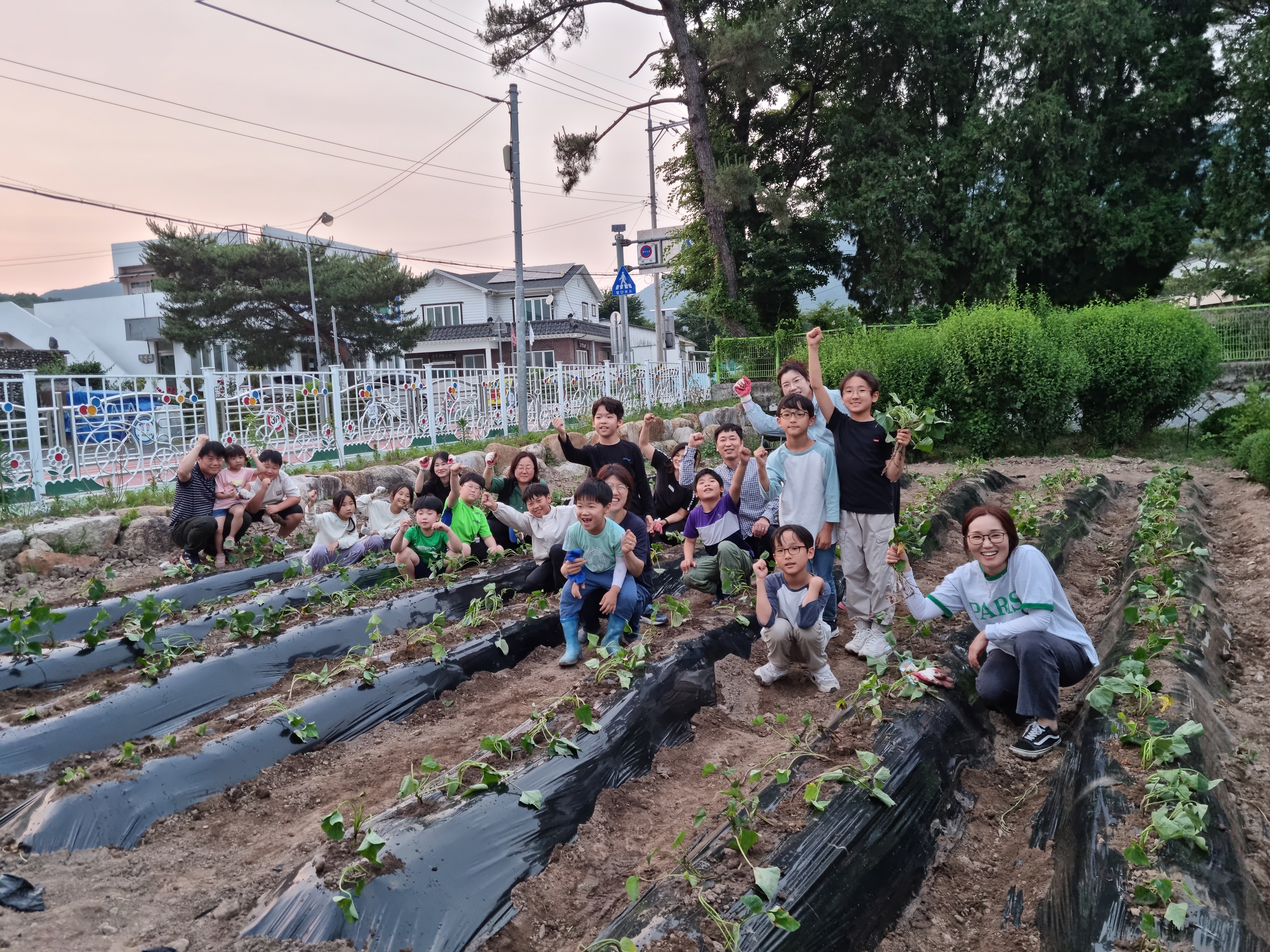 의령 칠곡초, 교육공동체가 함께하는 학교 텃밭 고구마 모종 심기 - 관련이미지2