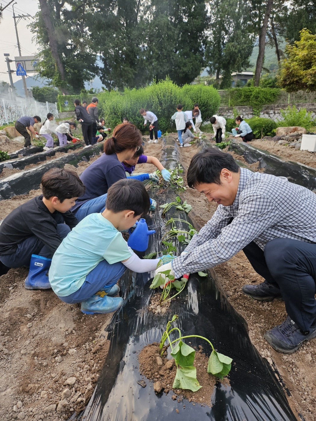 의령 칠곡초, 교육공동체가 함께하는 학교 텃밭 고구마 모종 심기 - 관련이미지3