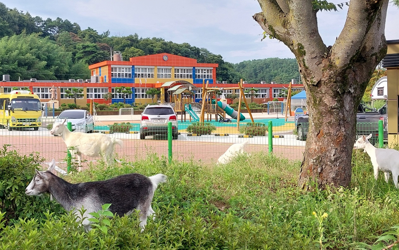 함양 금반초, 유산양 기르며 친환경 생태전환교육 인기 만점 - 관련이미지3