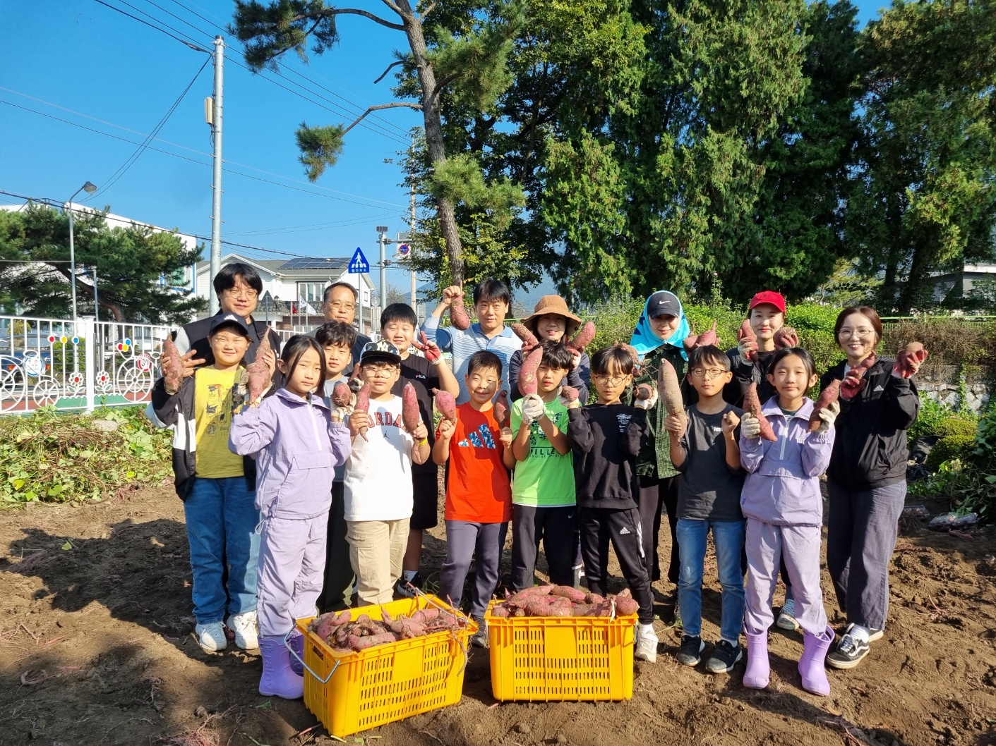 의령 칠곡초, 교육공동체가 함께하는 학교 텃밭 고구마 수확 하기 - 관련이미지1