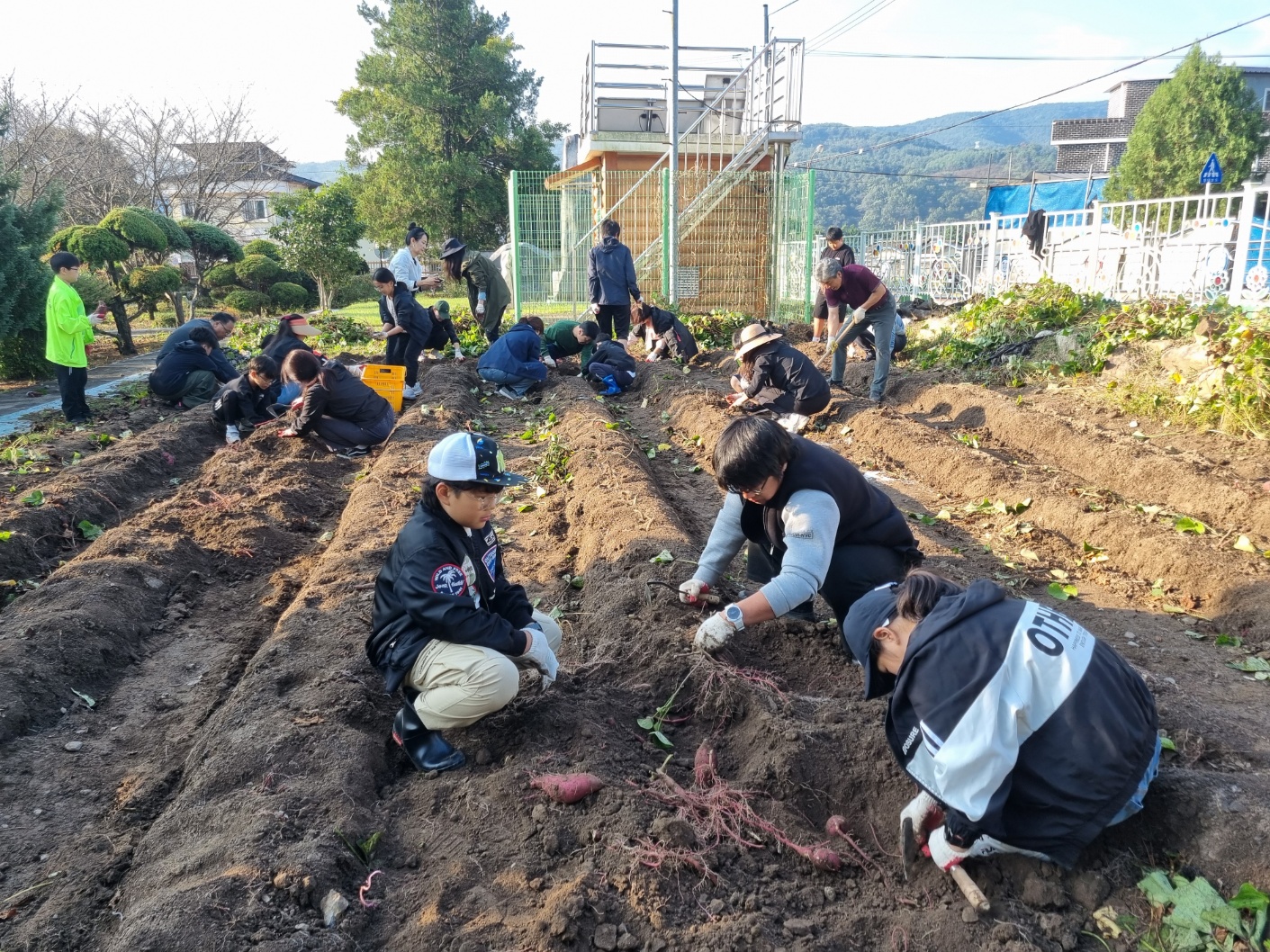 의령 칠곡초, 교육공동체가 함께하는 학교 텃밭 고구마 수확 하기 - 관련이미지2