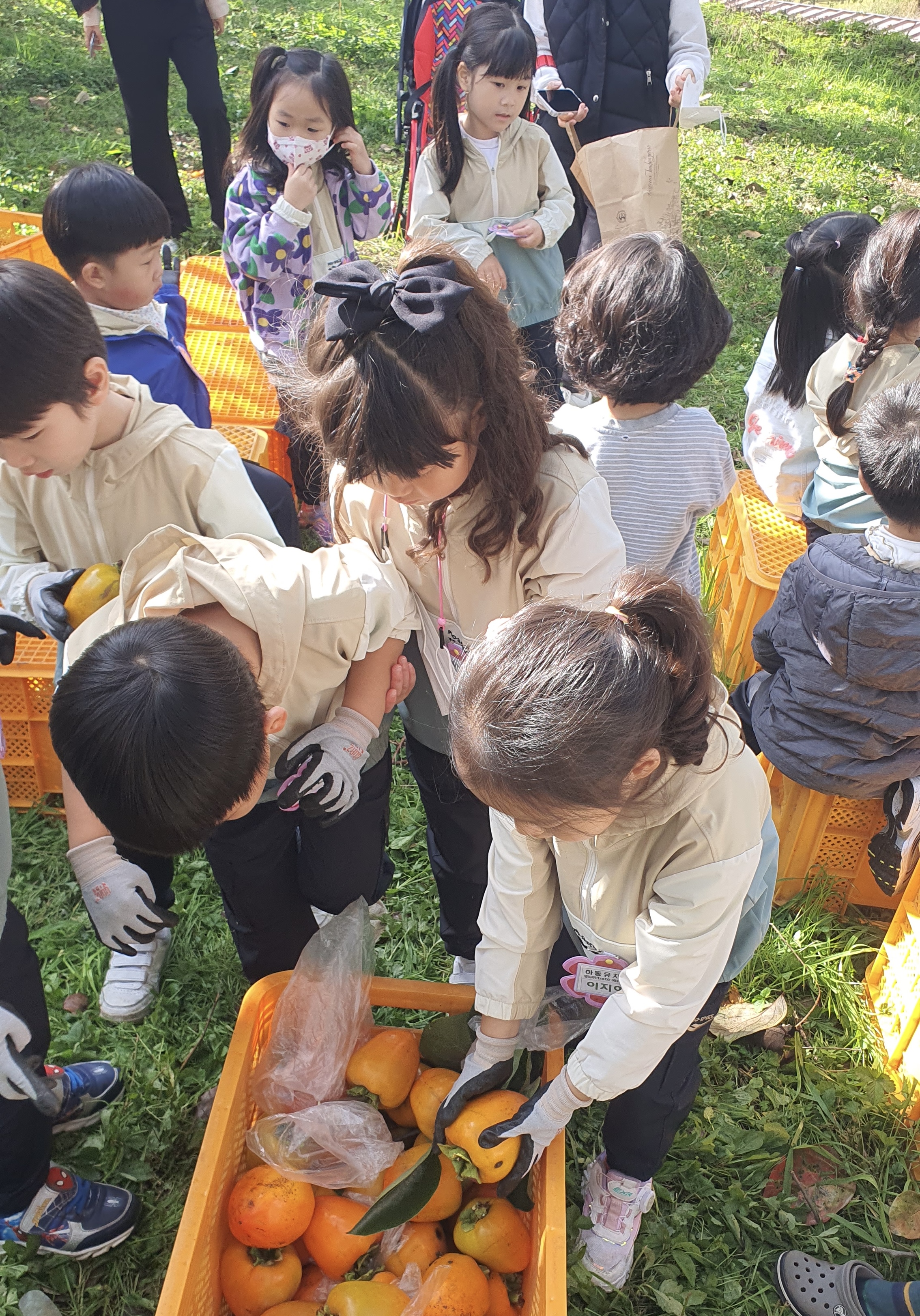 2024. 하동유치원 과일따기 현장체험학습 실시 - 관련이미지2
